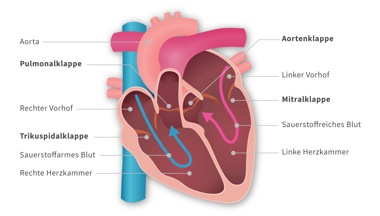 Was Ist Die Anatomie Im Herz Herz Aufbau Lage Und Funktion mit Was Ist Die Anatomie Im Herz Herz Aufbau Lage Und Funktion mit